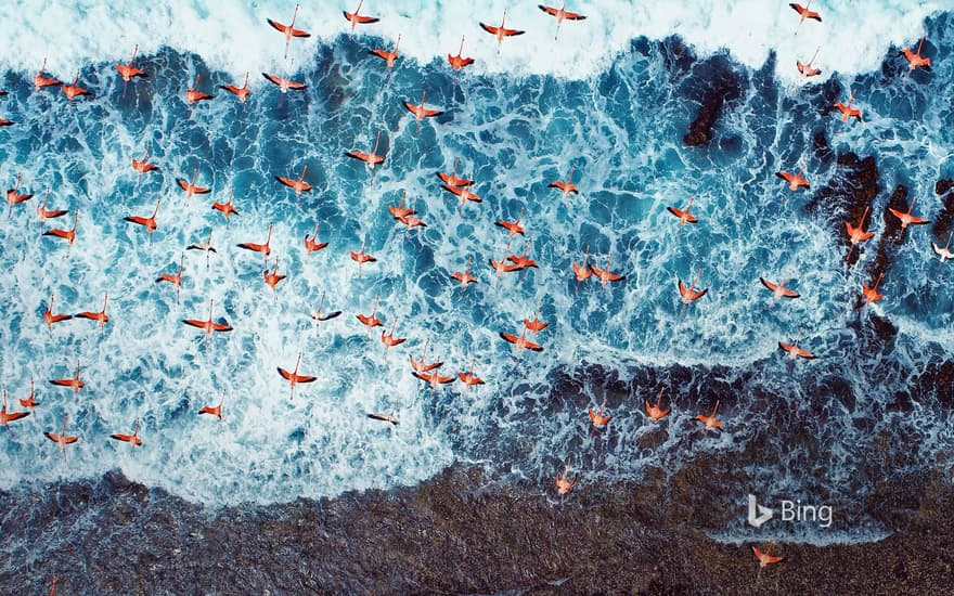 Aerial view of American flamingos flying over Los Roques Archipelago National Park, Venezuela