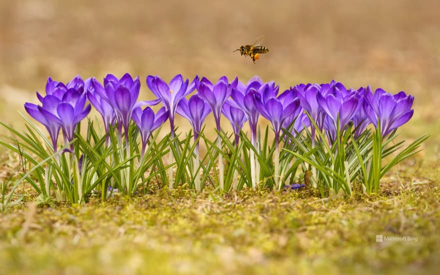 Honey bee, Tatra Mountains, Poland