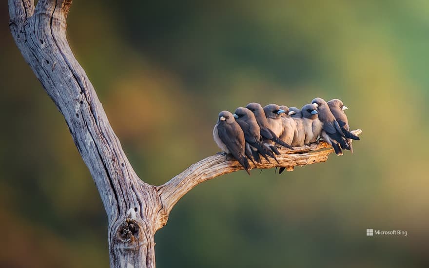 Family of gray stilts perched on a branch in Thailand