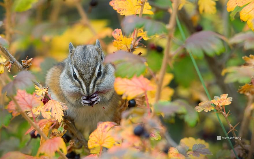 Least chipmunk, Kootenai National Forest, Montana, United States