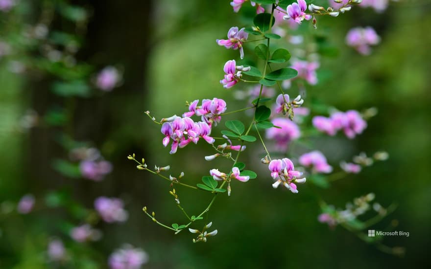 Seven Autumn Herbs: Hagi