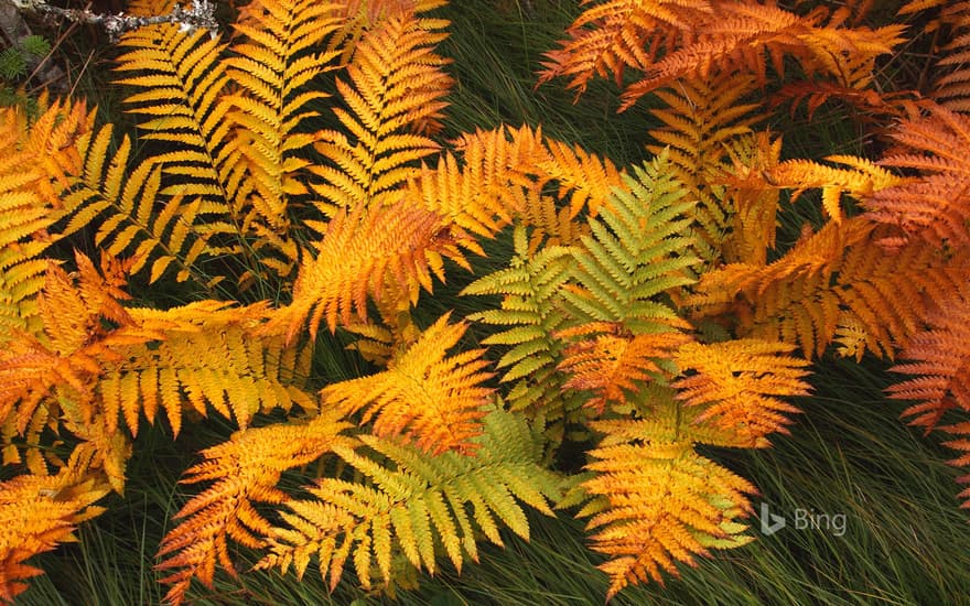 Fern fronds in autumn, Gros Morne National Park, Newfoundland, Canada