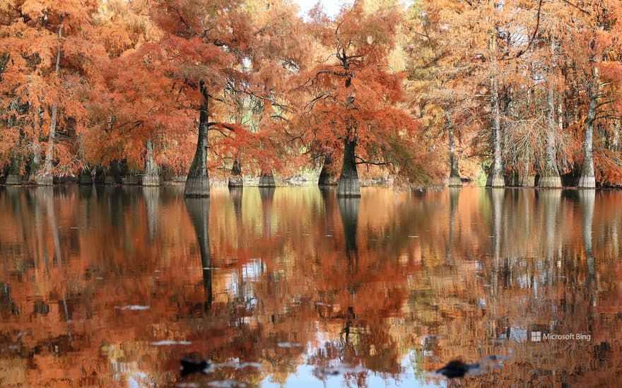 Bald cypress trees at the Etang de Boulieu, Isère, France