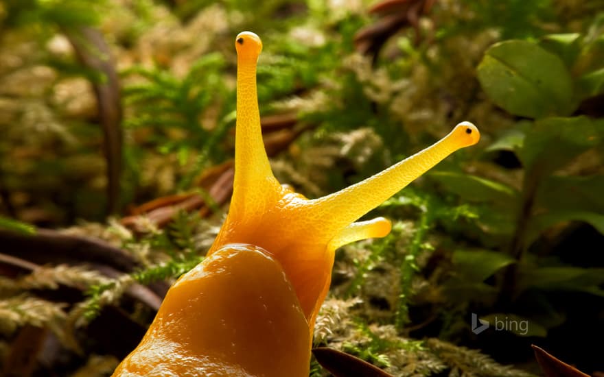 Banana slug in Prairie Creek Redwoods State Park, California