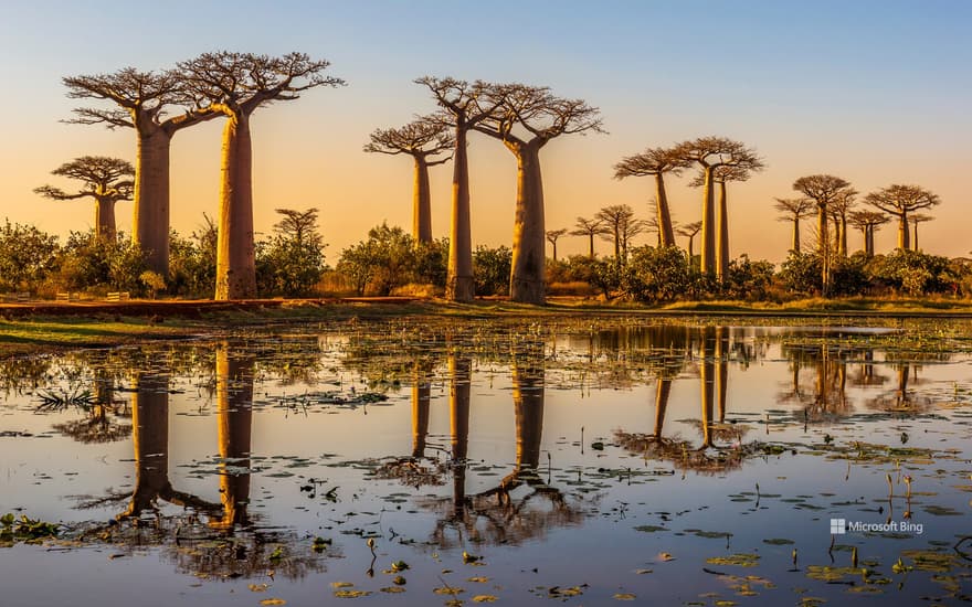 Baobab trees at sunset, Avenue of the Baobabs, Madagascar