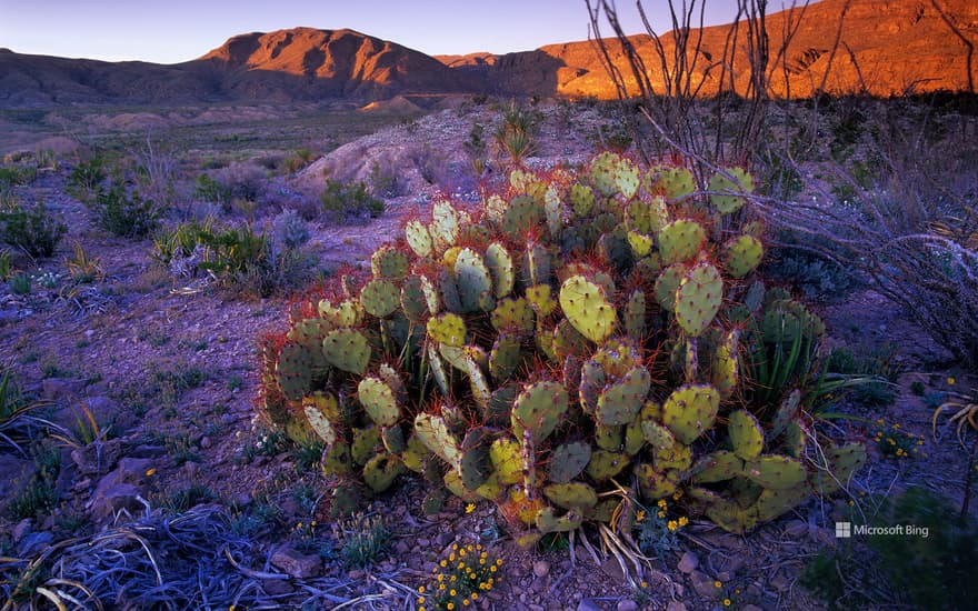 Prickly pear cactus, Big Bend National Park, Texas