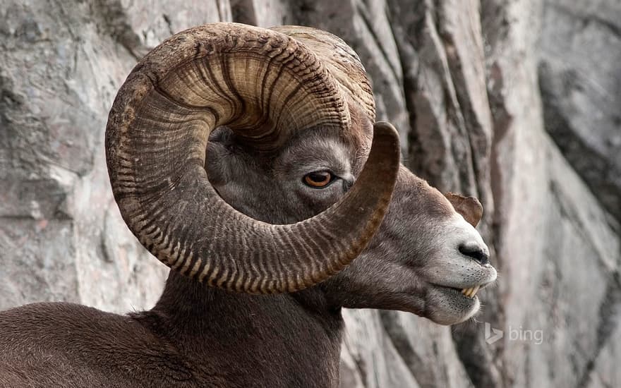 Rocky Mountain bighorn sheep in Kananaskis Country, Alberta, Canada