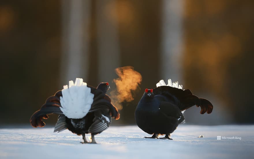 Black grouse males in Kuusamo, Finland