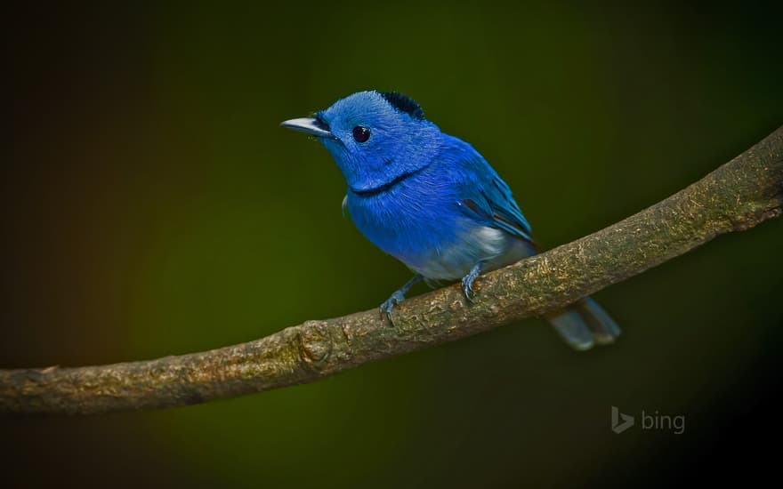 Male black-naped monarch