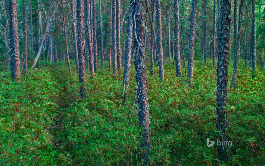 Black spruce trees in Superior National Forest, Minnesota