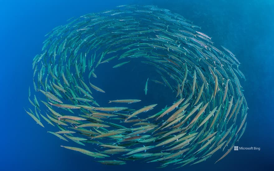 School of blackfin barracuda, Shark Reef, Ras Mohammed National Park, Sinai Peninsula, Egypt