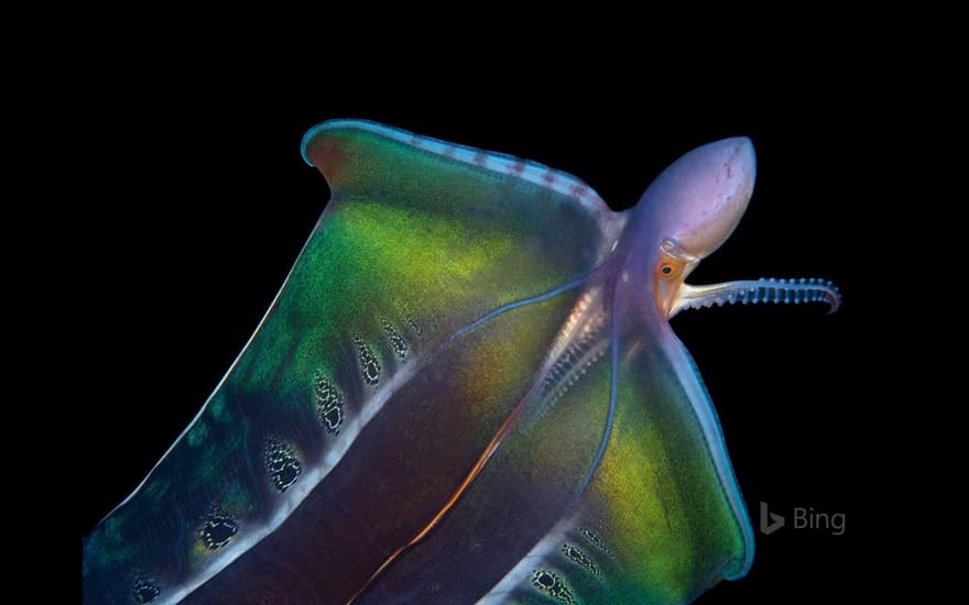 Blanket octopus in Palm Beach, Florida