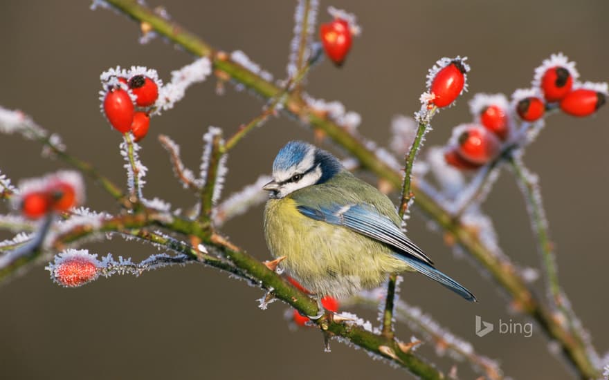 Blue tit (Parus caeruleus) and rose hips in winter frost