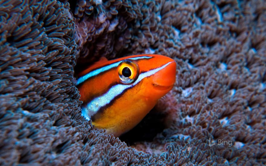 Bluestriped fangblenny in the Indian Ocean