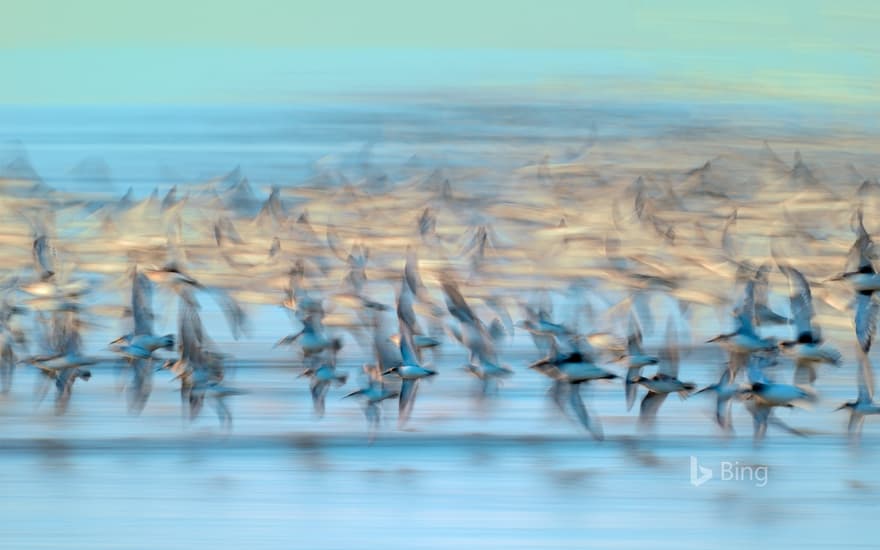 Flock of sandpipers, Vendées, France