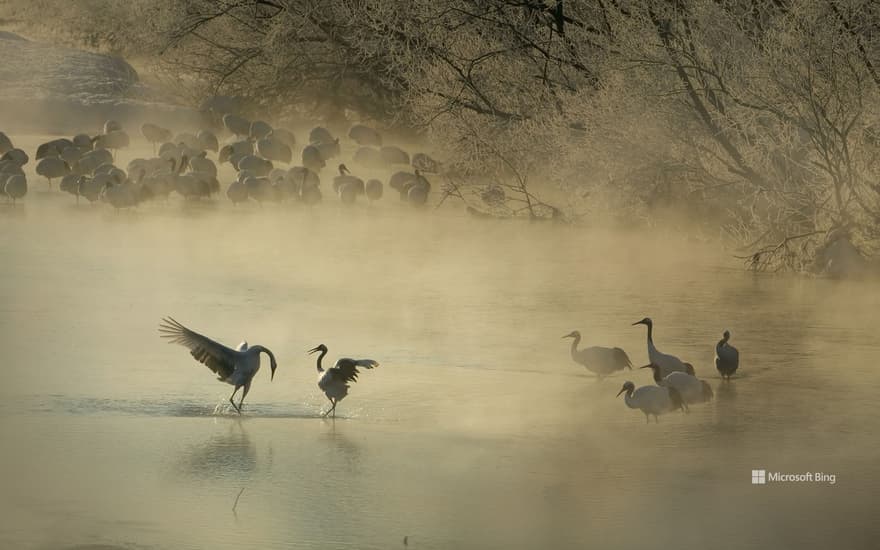 Red-crowned crane bowing to his mate in Hokkaido, Japan