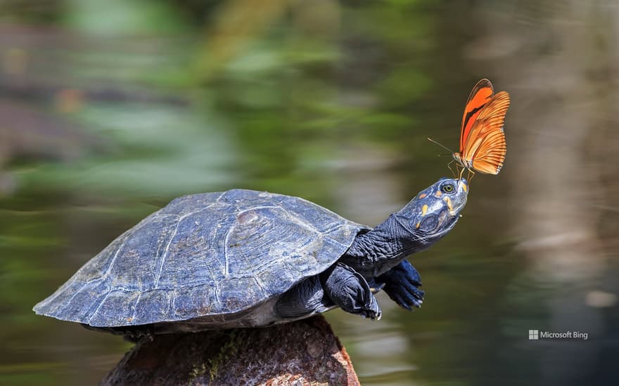 A Julia butterfly on the nose of a yellow-spotted river turtle, Amazon Region, Ecuador