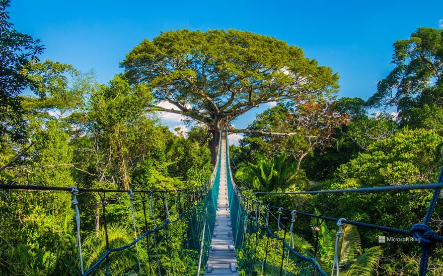 Suspension bridge in Tambopata National Reserve, Amazon Basin, Peru