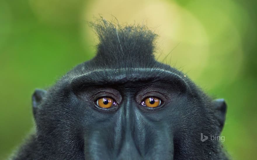 Mature male Celebes crested macaque, Tangkoko National Park, Sulawesi, Indonesia