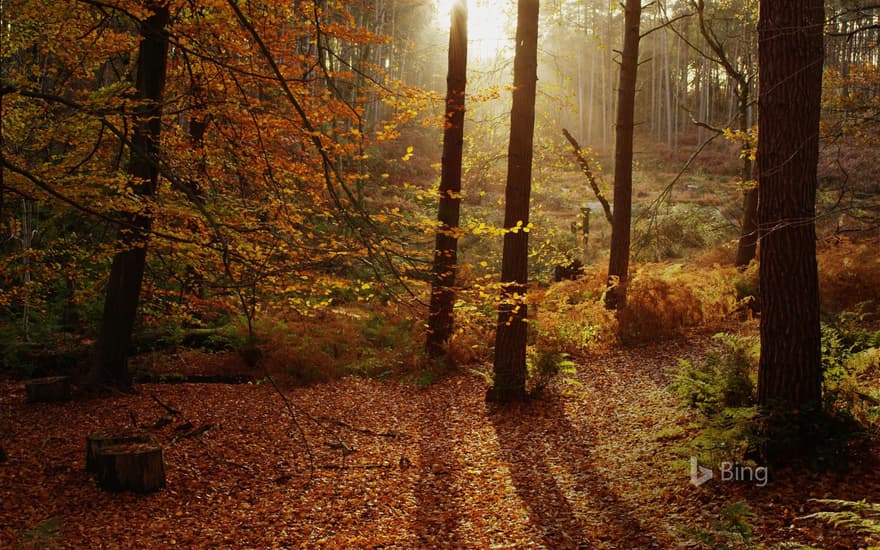 Autumn colors in Cheshire, England