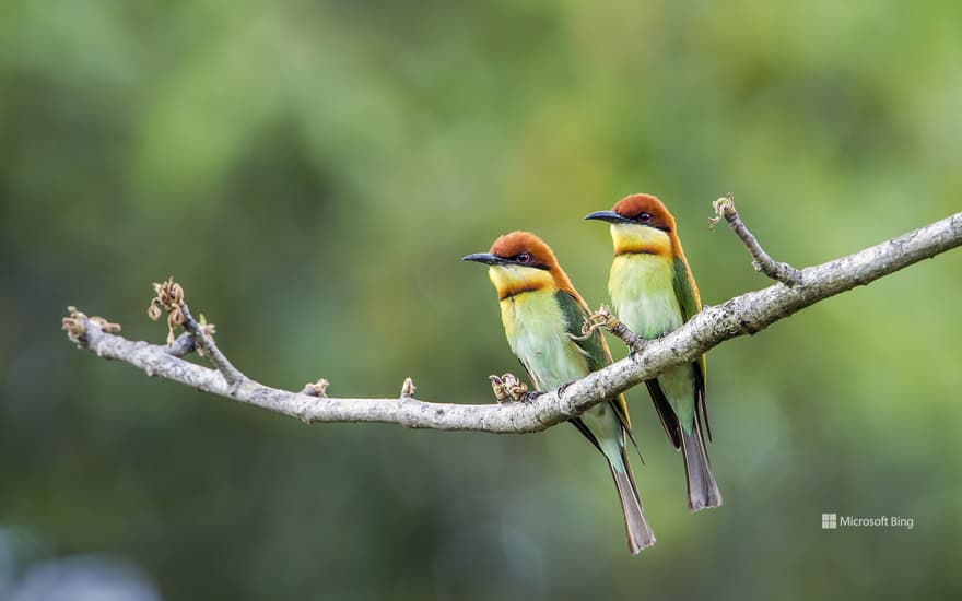 Chestnut-headed bee-eaters, Bardia National Park, Nepal