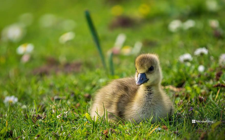Goslings on a meadow in Ahnepark, Vellmar, Hesse