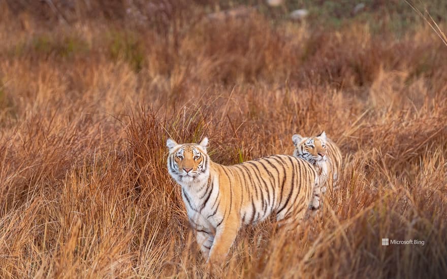 Tiger siblings in Jim Corbett National Park, Uttarakhand, India