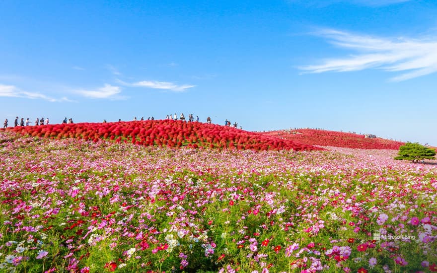 Hitachi Seaside Park, Hitachinaka City, Ibaraki Prefecture