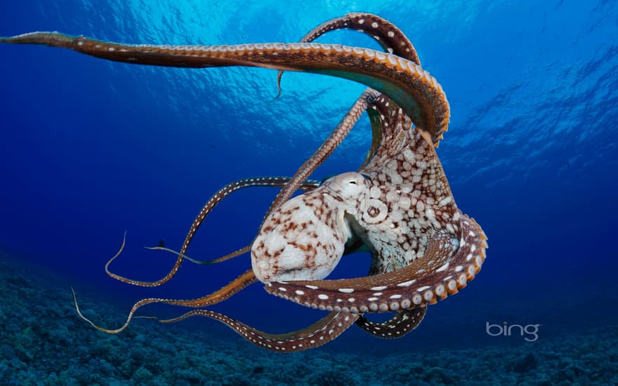 Day octopus (Octopus cyanea) in the water near Lanai, Hawaii