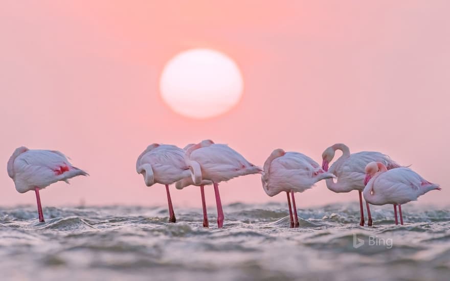 Greater flamingos in Walvis Bay, Namibia