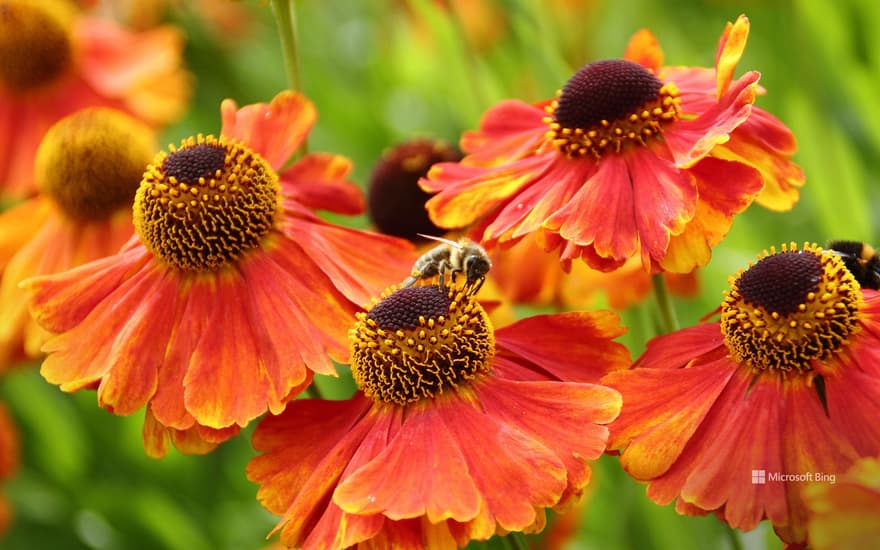 European honeybees in Sheffield, England