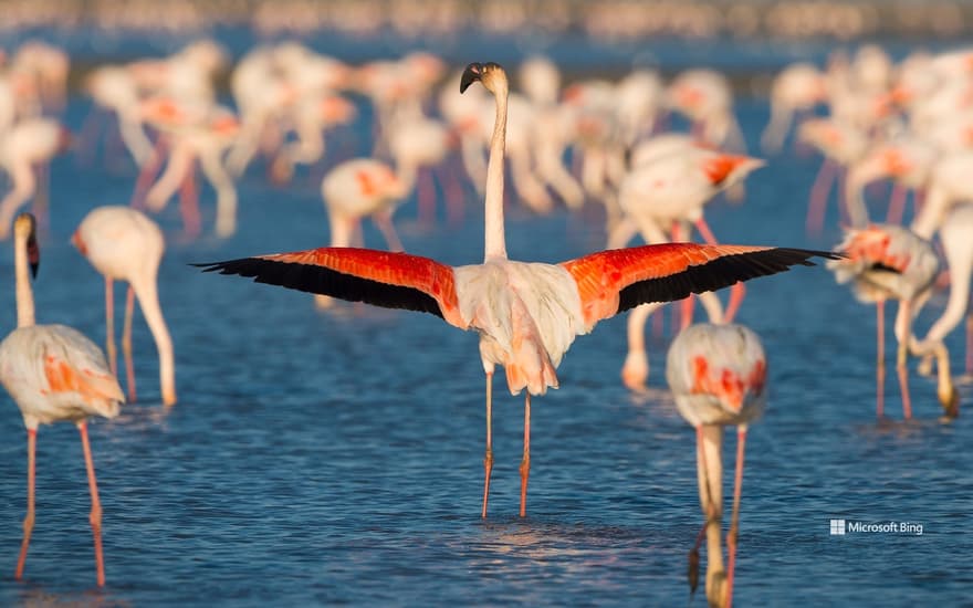Greater flamingos, Saintes-Maries-de-la-Mer, Camargue Regional Nature Park, France