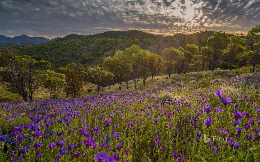 Wildflowers in the southern region of Flinders Ranges National Park, South Australia