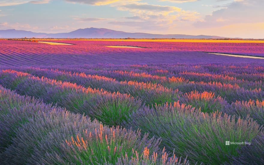 Lavender fields in Plateau de Valensole, France