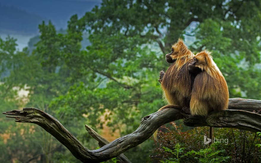 Geladas in repose