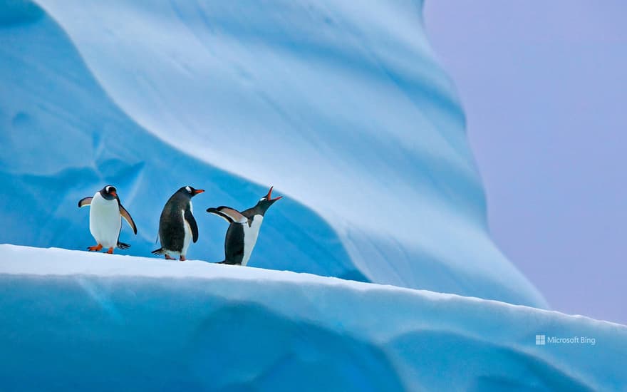 Gentoo penguins in Antarctica