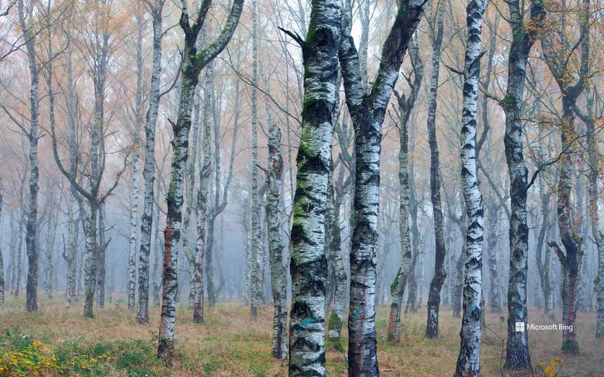 Silver birch forest (Betula pendula) in autumn mist, Germany