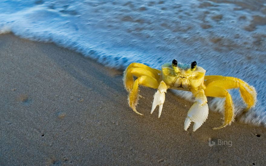 Atlantic ghost crab