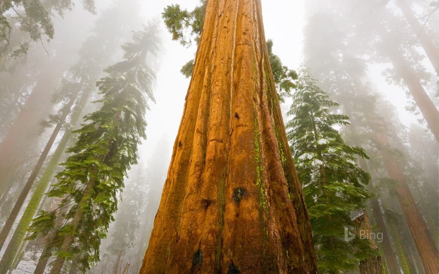 Giant sequoia trees in Sequoia National Park, California