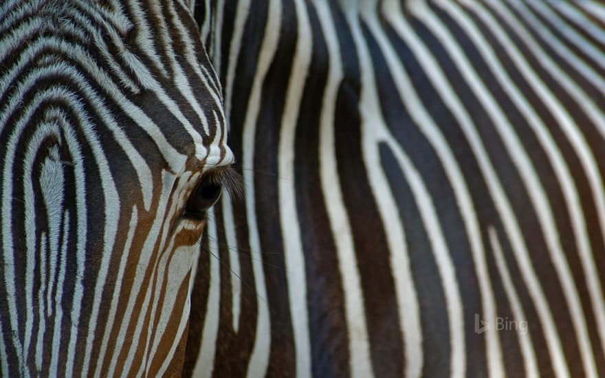 Close-up view of an endangered Grévy's zebra