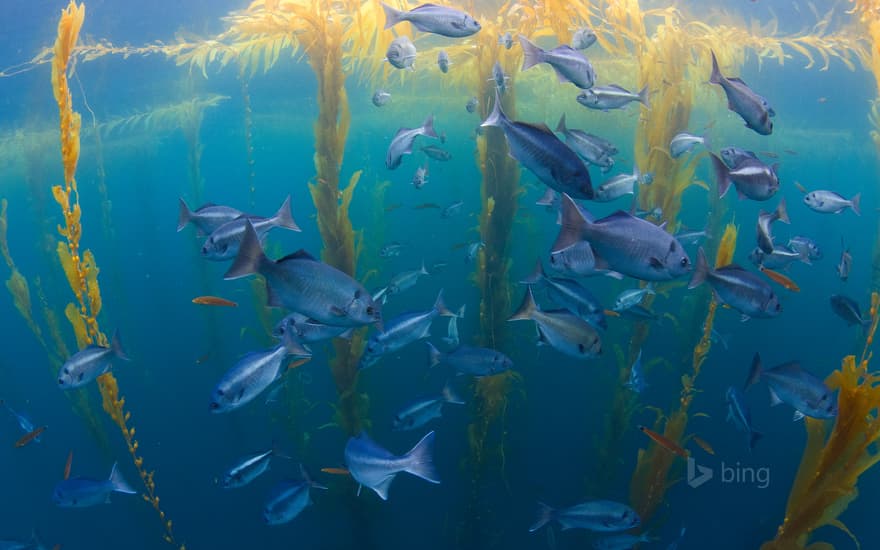 Halfmoon fish in a kelp forest offshore from San Diego, California