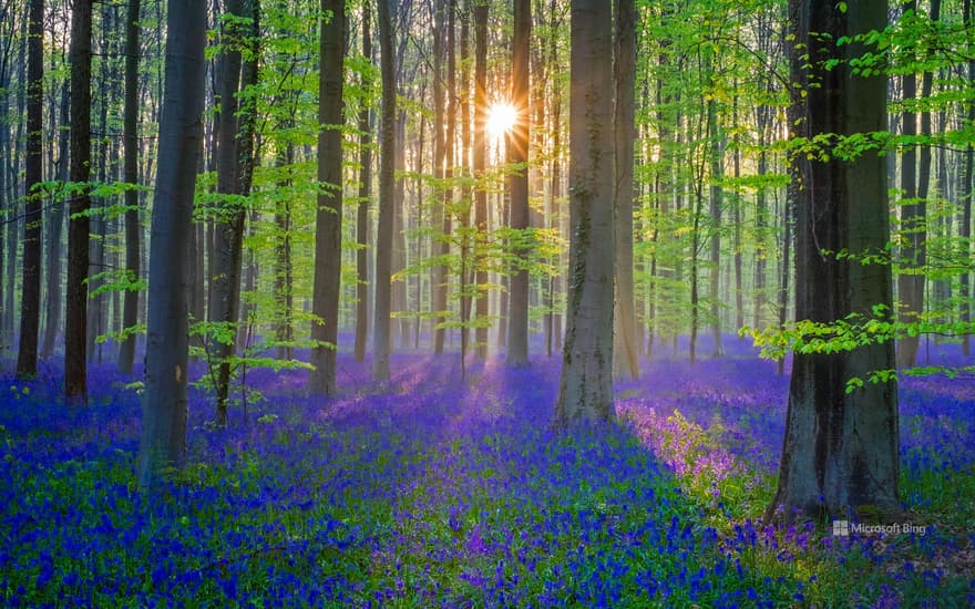 Bluebell flowers carpet the Hallerbos forest floor, Flanders, Belgium