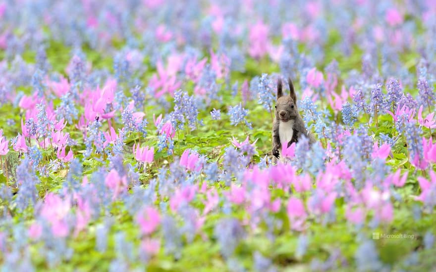 Ezoris and Katakuri, Ezoengosaku flowers, Urausu Shrine, Hokkaido