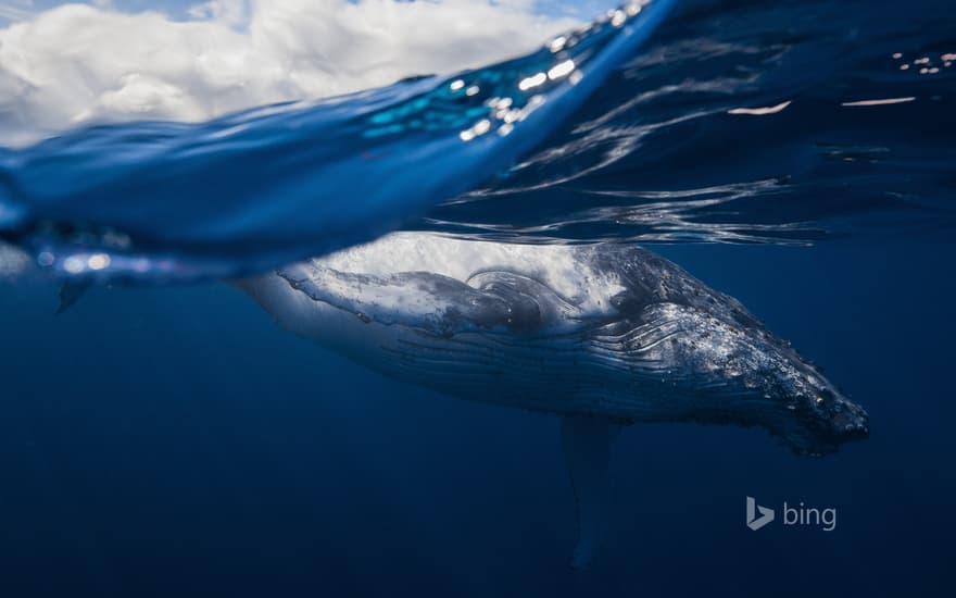 Humpback whale