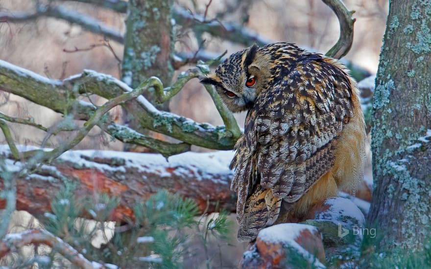 An eagle-owl in Helsinki, Finland