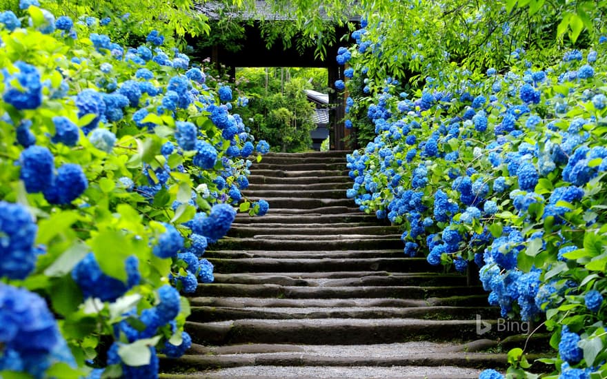 Meigetsuin Temple, Kanagawa, Kamakura