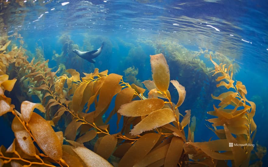 California sea lion in a forest of giant kelp, Baja California, Mexico