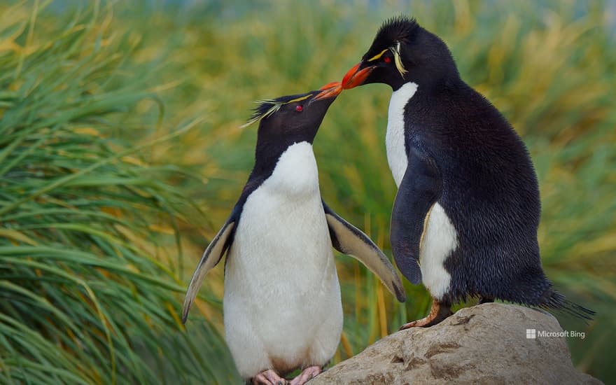 Southern rockhopper penguins, Falkland Islands