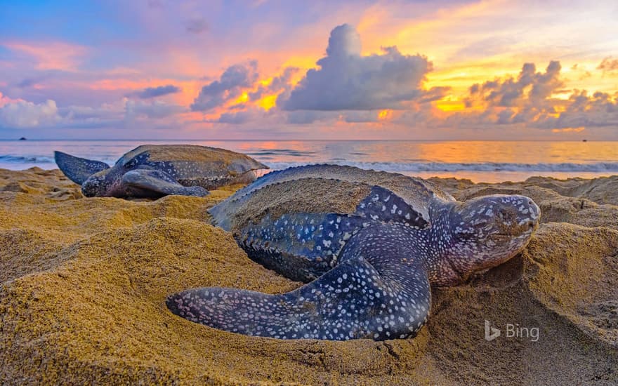 Leatherback sea turtles in Trinidad and Tobago