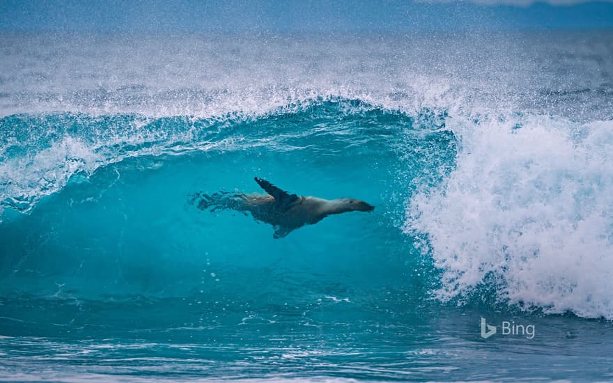 Galápagos sea lion off the shore of Fernandina Island, Galápagos Islands, Ecuador